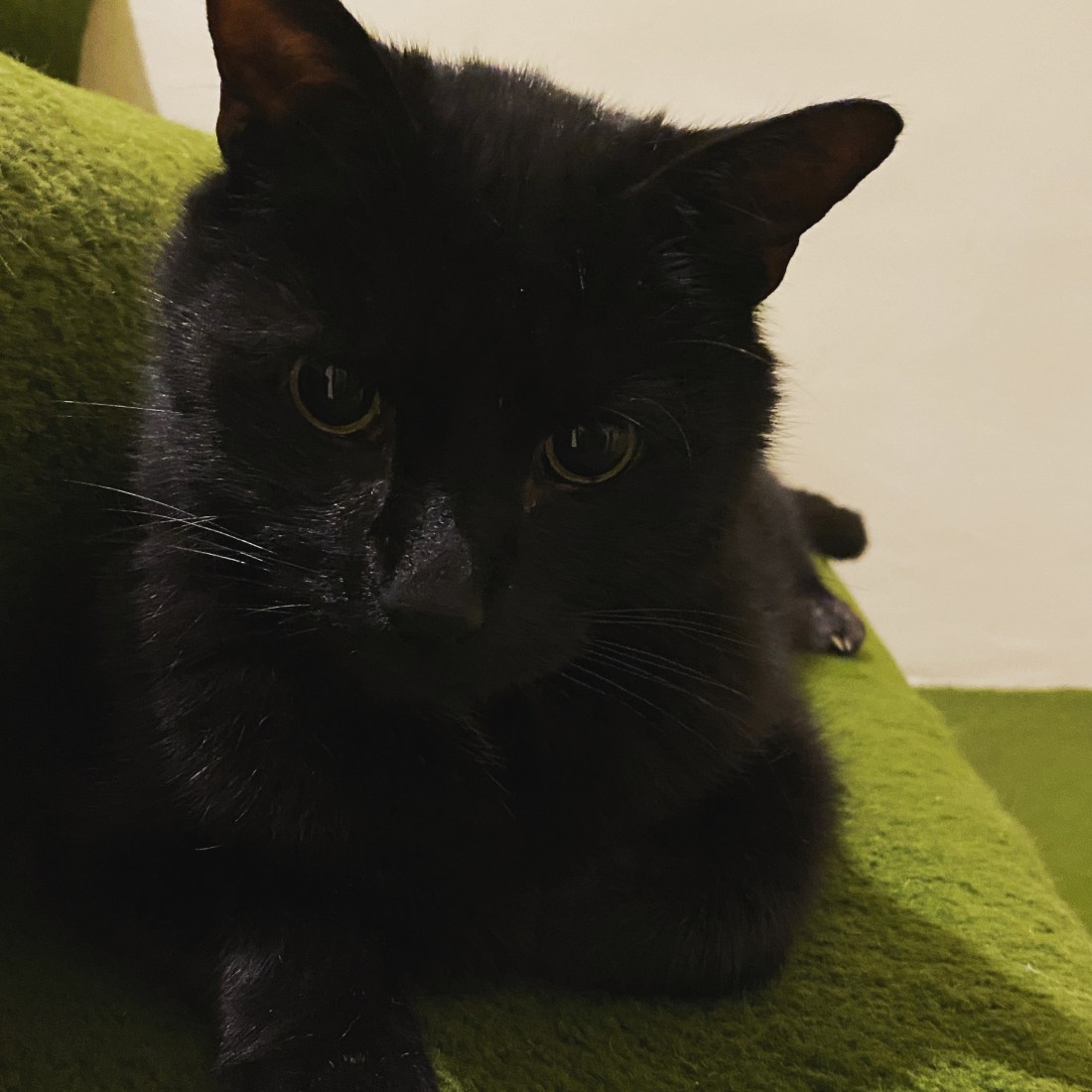 1168DDA9-12F3-4044-8F3A-D2BB355AC89F